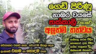 හිත පිරෙන්න ගෙඩි තියන තක්කාලි වගාව | Greenhouse Tomato Farming