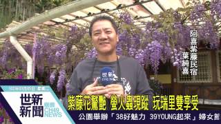 世新新聞 紫藤花驚艷 螢火蟲現蹤 玩瑞里雙享受