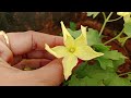 spine gourd male flowers