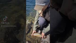 Releasing Little brook trout back into lake nipigon