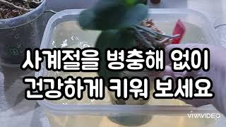 이 물은 여름철 호접란 무름병과 해충 예방에 필수입니다