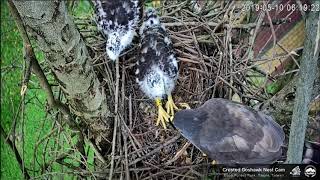 [大安鳳頭] 2019 05 10 06 16 鳳爸送餐(鳥類)\u0026終於成功餵到寶寶啦~~!!