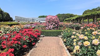 【2023神代植物公園・春のバラフェスタ】現在見頃！例年より開花が早く、花数も多いように思えます。