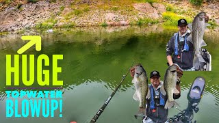 Topwater Bass, Striper, Live Shad=Trifecta-Castaic Upper Lake 2024