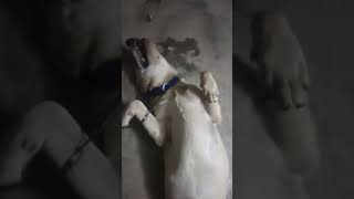 Hey tommy enthiri | Enna thoongiruchu 😂 | #shorts #dog #funny #vadivelucomedy #trending #ShanthiVlog