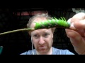 an amazing caterpillar of adeloneivaia sp saturniidae