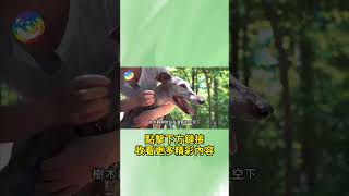 愛犬野外叼回不明生物，主人送去醫院，檢查後卻被嚇懵！#不可思議 #溫暖 #救助 #感動 #感人 #暖心 #自然觀察日記