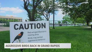 Experts issue warnings as aggressive birds return to Grand Rapids