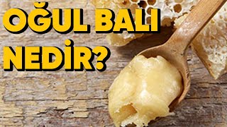 Oğul Balı Nedir? Gerçek mi ?