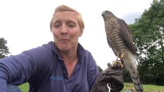 Lucy Sparrowhawk