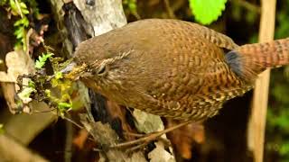 戸隠 春の野鳥