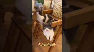 Cute Cats🥰#cuteanimals #cutecatshorts #cutecat #shortsvideo #shortvideo #cuteanimal #usa #cute