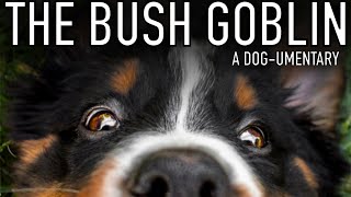 The Bush Goblin Dog-umentary 🌿 | Funny Bernese Mountain Dog Puppy Is Obsessed With Bushes