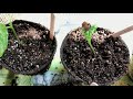 how i grow moonflowers from seed