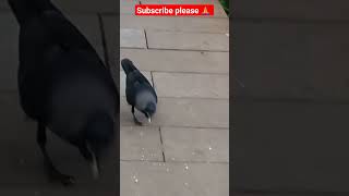 crow became their friend 😁😄😃😀 #birds #bird #shorts #youtubeshorts #viral #pets #pet