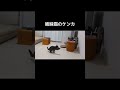 運動神経バツグンの猫姉妹のケンカ shorts