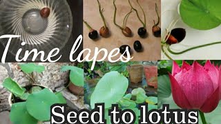 #How to grow easily# lotus from #seeds#/విత్తనం నుంచి తామర పువ్వు మొక్క వరకు చూడండి