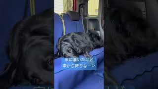 黒髪美女は遊び疲れて降りたくない　#shorts #フラットコーテッドレトリバー #dog #大型犬 #flatcoatedretriever #cute