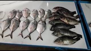 Hushare fish 🐬🐋🐠🐟🐠🦐market Ahmednagar Maharashtra