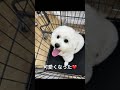 【17日目】さっぱりわたお ビションフリーゼ ビション 可愛い 犬のいる生活 愛犬 puppy トリミング