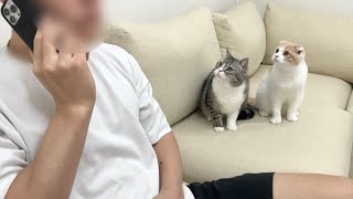 電話で動物病院の予約をしてたときの猫たちの反応がかわいすぎましたw