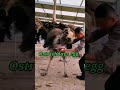 ostrich egg ostrich laying eggs viral video