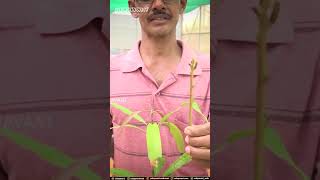 ಗಿಡಗಳಿಗೆ “ಕಸಿ’ ಕಟ್ಟುವ ಸುಲಭ ವಿಧಾನ | Grafting and Budding Techniques - Easy Plant Methods