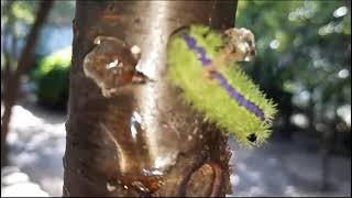 Slug Caterpillar | purple larwa |