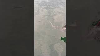 ハンマーヘッドシャークが釣れた　we caught hammerhead