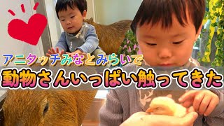 【おでかけ・旅行】アニタッチみなとみらいで動物さんつんつん！大興奮のひなたくん