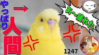 飼い主に気を使うのに疲れ文句を言う天才インコ！会話成立！絶対人間！お喋りセキセイインコぴーちゃんTalking Budgerigar video1247