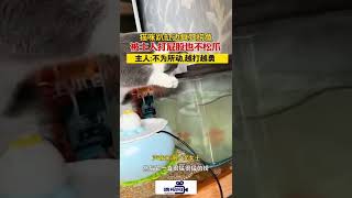 浙江杭州：猫咪趴缸边疯狂捞鱼挨主人打也不松爪