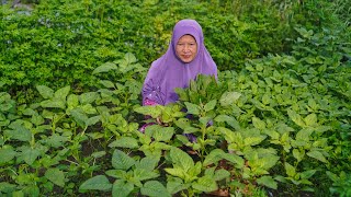 Memetik Sayur Bayam Segar di Kebun | Masak Rolade Bayam Raos, Ayam Bacem, Stik Kentang, dan Sambal