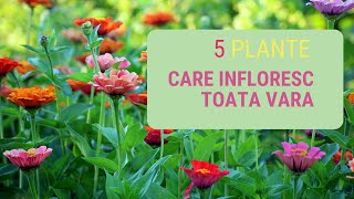 Top 5 plante care infloresc toata vara!