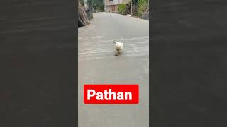 Pathan funny song #shorts #viral #trending #tiktok #youtubeshorts