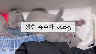 VLOG | 러시안블루 아깽이 생후 4주차 기록