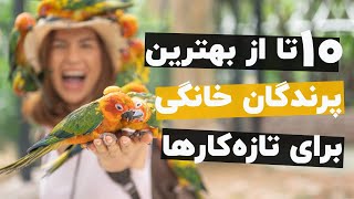 بهترین طوطی های خانگی برای نگهداری کدومه؟ (10 تا از بهترین طوطی خانگی ها برای نگهداری)