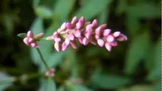 Edible \u0026 Medicinal Lady's Thumb ( Polygonum persicaria )