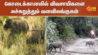 Man-animal conflict rises in kodaikanal hills | கொடைக்கானலில் விவசாயிகளை அச்சுறுத்தும் வனவிலங்குகள்