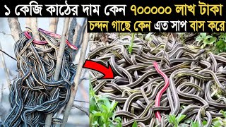 চন্দন গাছে কেন এত বিষাক্ত সাপ থাকে ? | Why are there so many venomous snakes in the sandalwood tree?