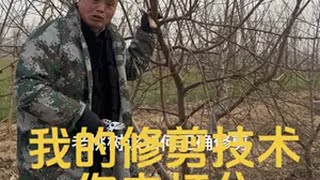 我的修剪技术你来打分 新农人计划2024 我在网上学种地 桃树修剪 来抖音学农枝 乡村生活家