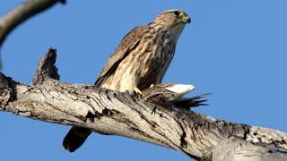 Merlin eating Western Sandpiper