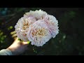 rose tour in our 250 year old cottage garden david austin roses u0026 summer flowers