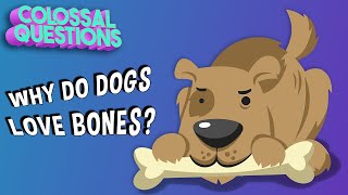 Why Do Dogs Bury Bones? | COLOSSAL QUESTIONS
