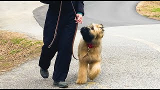 Puppy Training, Brie, Briard: Teaching Puppy To Loose Leash Walk | Equipment | Blairsville GA