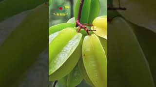 কামরাঙ্গা বৈজ্ঞানিক নাম Averrhoa Carambola #bangladeshtelevision