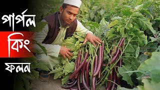 পার্পল কিং বেগুনের ফলন | পার্পল কিং বেগুনের চারা বিক্রি হচ্ছে অনলাইনে, মাওঃ জামাল উদ্দিন কুড়িগ্রাম