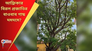 Baubab Tree at DumDum | African Tree | কিভাবে দমদমে বাওবাব গাছ এলো তা নিয়ে প্রশ্ন গাছ বিশেষজ্ঞদের?