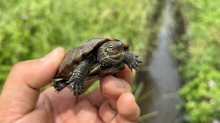 We rescued a baby turtle stranded in a dry waterway.