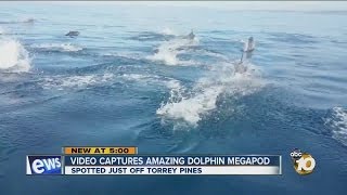 Amazing video captures dolphin megapod